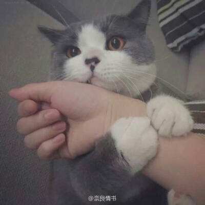 西游记之天蓬元帅官方下载